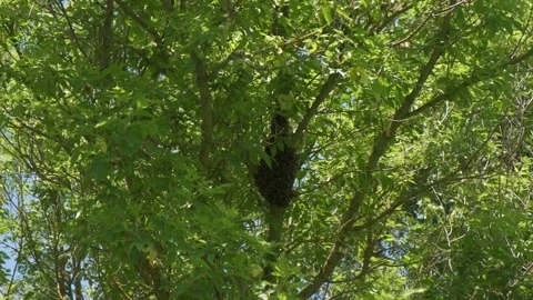 A large hive of wild bees is hanging on a tree, a flock of bees, killer bees Stock Footage 208337785