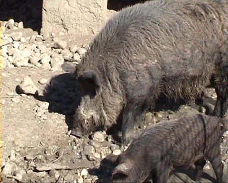 Large hog sniffing the ground Stock Footage 22570295