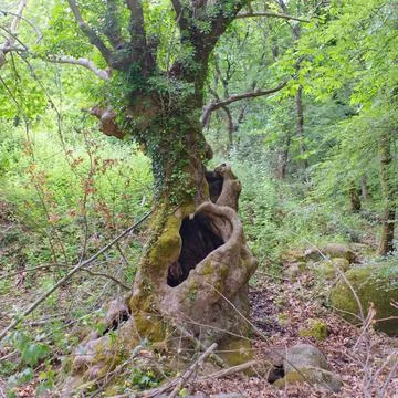 Large hole in the trunk of a large tree in green forest. Stock Photos