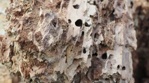 Large holes caused by insects and causing the interior of the tree to rot. Stock Footage 333285485