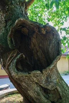 Large hollow in an old tree Stock Photos
