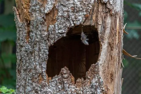 Large hollow tree on a background . Serves nest for birds Stock Photos