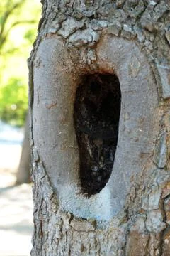 Large hollow in a tree close up Stock Photos