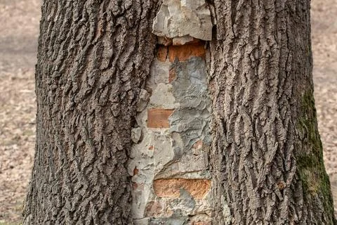 A large hollow in a tree filled with cement and bricks. Stock Photos