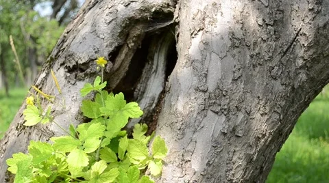 Large Hollow of a Tree Stock Footage 46116012