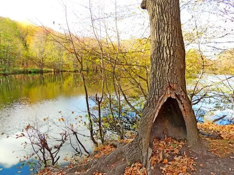 A large hollow in a tree Foto stock