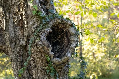 Large hollow in a tree, surrounded by green climbing plants, Stock Photos
