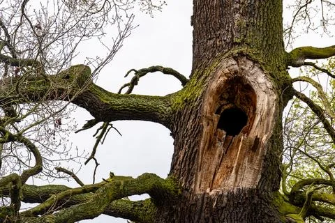 Large hollow tree trunk with moss-covered branches Stock Photos