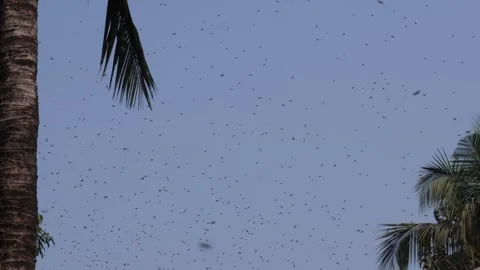 Large Honey Bee Swarm Stock-Footage 336429465