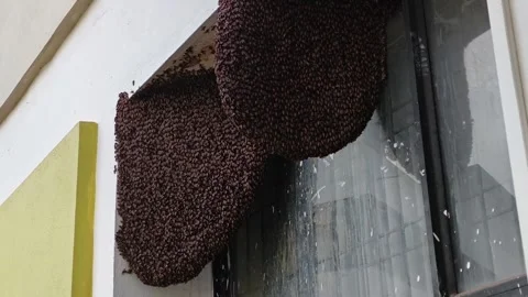 Large Honeybee Colony Nesting on Building Wall Stock Footage 321422873
