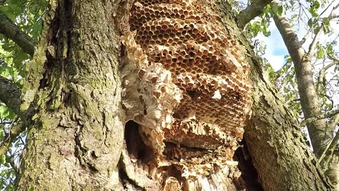 Large honeycombs of wild wasps on a tree. Stock Footage 83863386