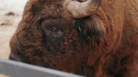 Large horned bison at the feeder in the reserve. Close up shot. Stock Footage 170762349