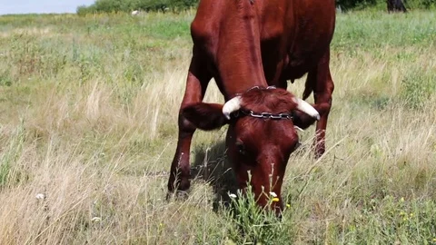 A large horned red cow grazing in meadow in summer Stock Footage