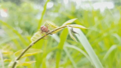 A large hornet on a branch Stock-Footage 100546982