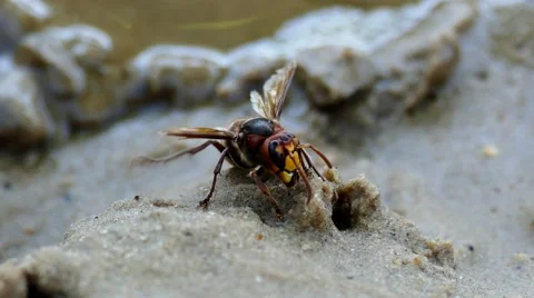 Large hornet drinking water from sand Stock Footage 67646067