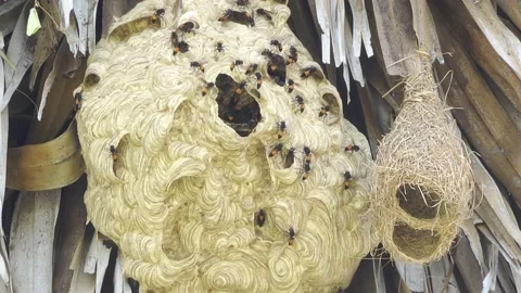 A Large Hornets Nest Vídeos de archivo 154694163