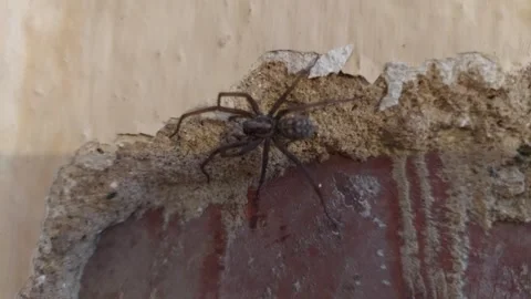 Large house spider crawling on a rough weathered brick wall macro shot Vídeos de archivo 335403451