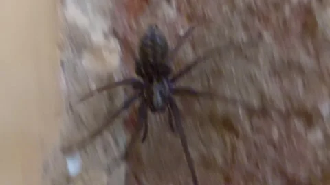 Large house spider crawling on a rough concrete wall, close-up 库存影片 335474903