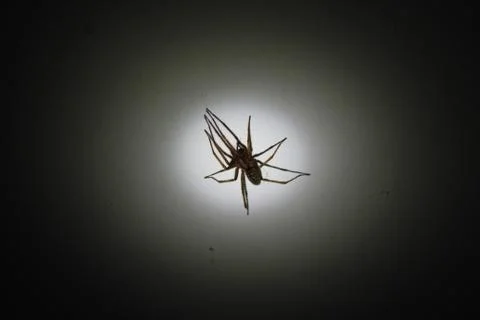 Large house spider on the wall Stock Photos