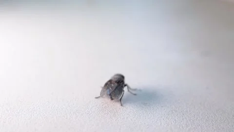 A large housefly crawls out of focus on a white surface. slow motion 스톡 동영상 219589355