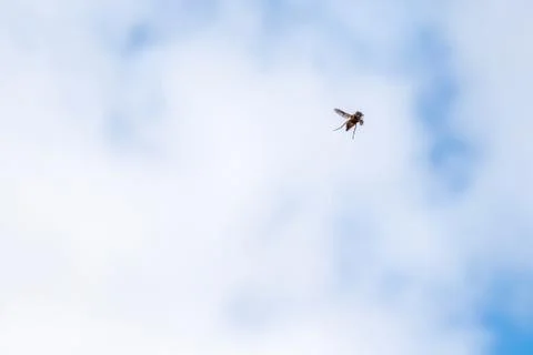 Large hoverfly in the sky Stock Photos