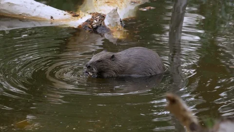 A large huge beaver in a pond eats bark from a tree and then swims for new prey. Stock Footage 129741777