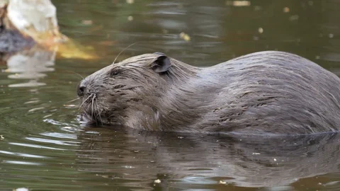 A large huge beaver in a pond eats bark from a tree and then swims for new prey. Stock Footage 129742063