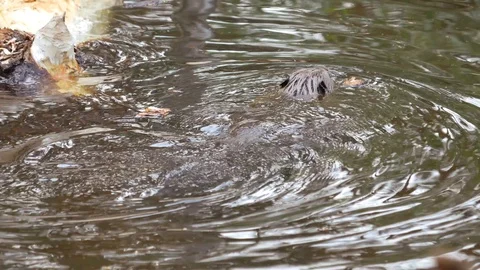A large huge beaver in a pond eats bark from a tree and then swims for new prey. Stock Footage 129743957