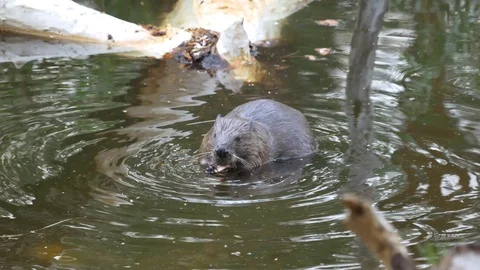 A large huge beaver in a pond eats bark from a tree and then swims for new prey. Stock Footage 129745802