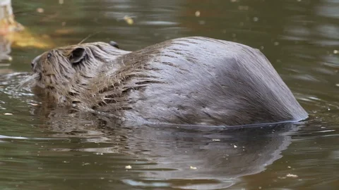A large huge beaver in a pond eats bark from a tree and then swims for new prey. Stock Footage 129746102