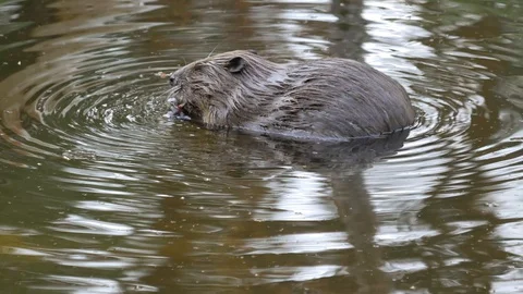 A large huge beaver in a pond eats bark from a tree and then swims for new prey. Video stock 129747686