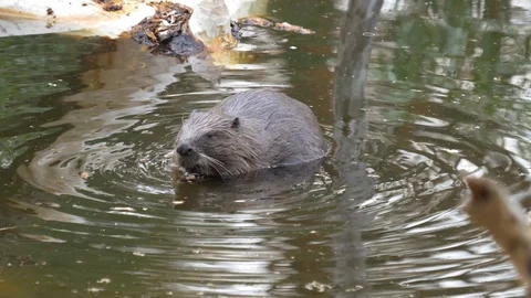 A large huge beaver in a pond eats bark from a tree and then swims for new prey. Stock Footage 129748614