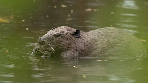A large huge beaver in a pond eats bark from a tree and then swims for new prey. Stock Footage 129749274