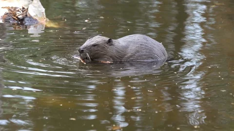 A large huge beaver in a pond eats bark from a tree and then swims for new prey. Stock Footage 129937883