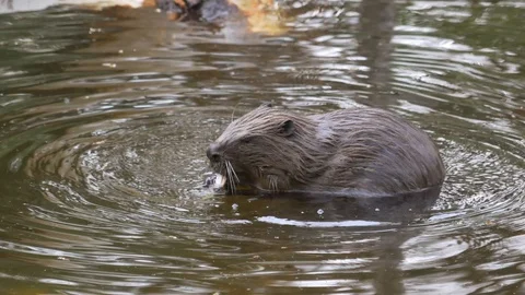 A large huge beaver in a pond eats bark from a tree and then swims for new prey. Stock Footage 129938405