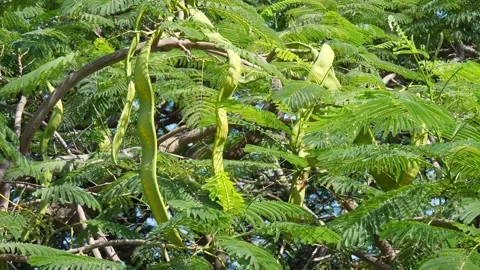 Large huge green acacia tree pods slow motion sway wind on a clear sunny day Stock Footage 130717853