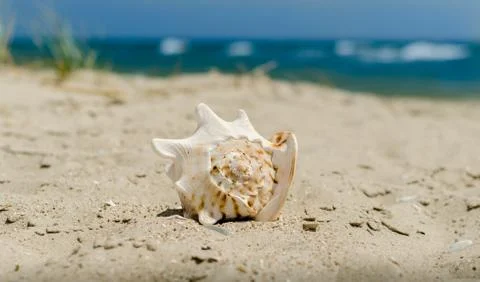 Large huge ocean shell with spikes on yellow sand against a the Stock-Fotos