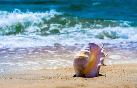 Large huge oceanic shell on the yellow sand against a white foam of the surf  Stock Photos