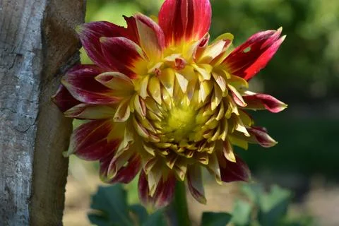 A large huge red bud of an Aster of the family Asteraceae. Stock Photos