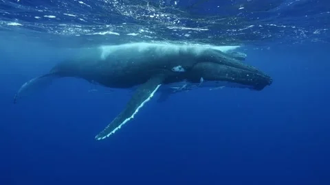 Large Humpback Whale at Ocean Surface Stock Footage 244632601