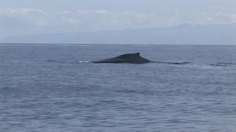 Large Humpback Whale Tail Surfacing Stock Footage 5241689