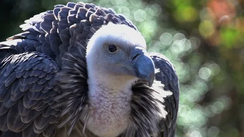 Large hunter bird close up. wildlife animals background Stock Footage 72865104