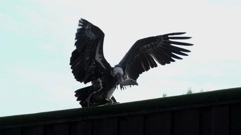 Large hunting raptor bird attacking in slow motion. wildlife animals background Vidéo 72864917
