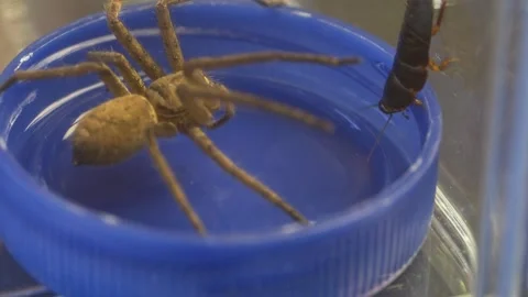Large Huntsman Spider Encountering Cockroach Nymph Near Water Dish 스톡 동영상 336037745