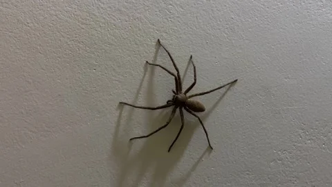 Large huntsman spider on white wall runs as camera approaching closer to the Stock Footage 346189611