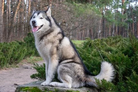 A large husky relaxes on a rock while enjoying the serene atmosphere of a lus Stock Photos