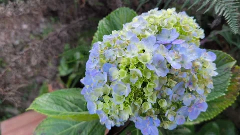 Large Hydrangea Flower Cluster with Lush Foliage Vídeo Stock 344913963