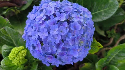 Large Hydrangea Flower Cluster with Lush Foliage Vídeo Stock 344913965