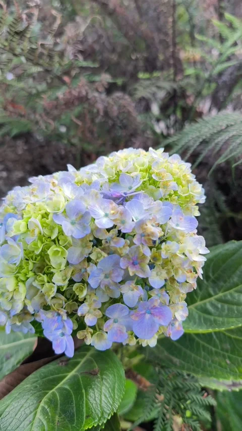 Large Hydrangea Flower Cluster with Lush Foliage Vídeo Stock 344913969