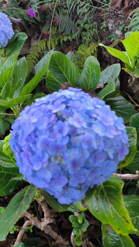 Large Hydrangea Flower Cluster with Lush Foliage Vídeo Stock 344913972
